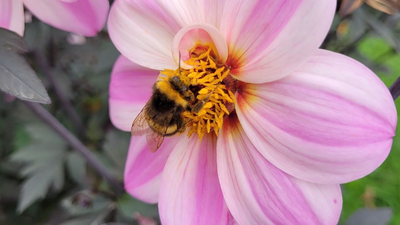 Biene_auf_Blume.jpg
