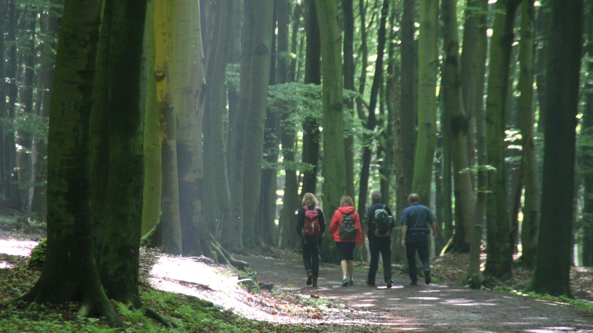 Waldweg_Wanderer.JPG